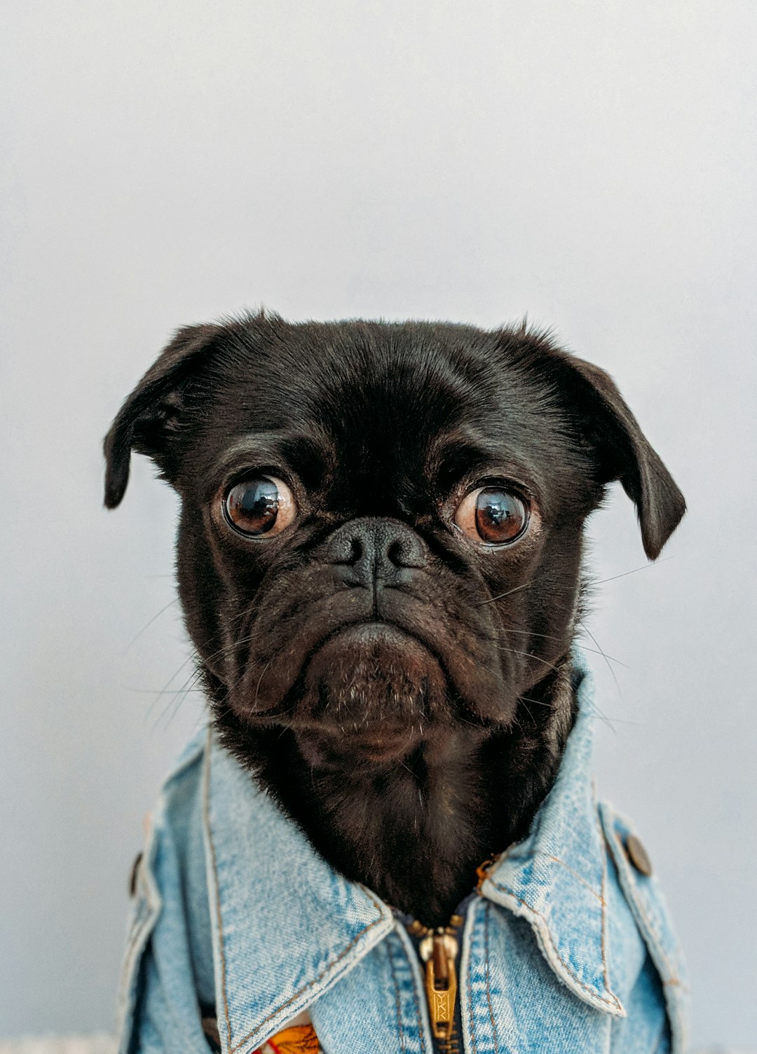 Photo by charlesdeluvio black dog wearing blue denim collar